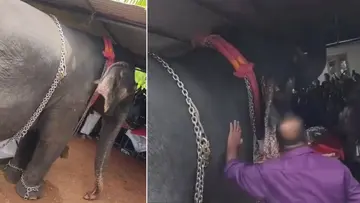 venmani paru elephant 