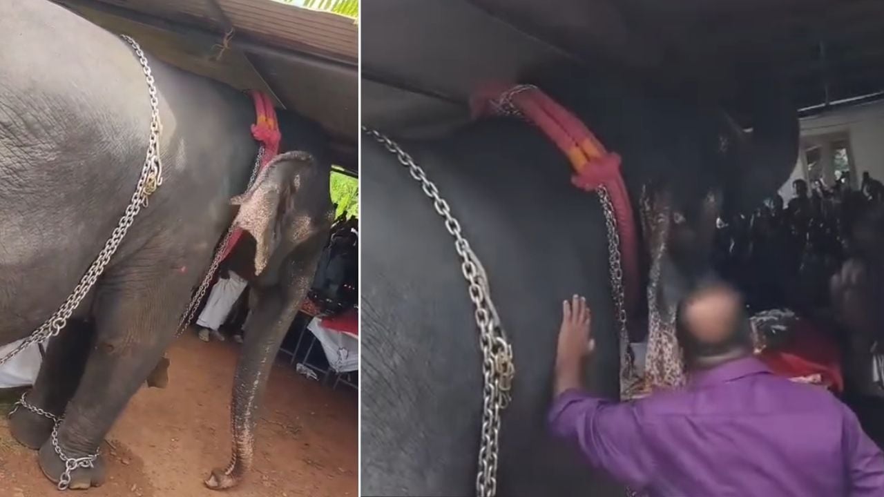 venmani paru elephant 