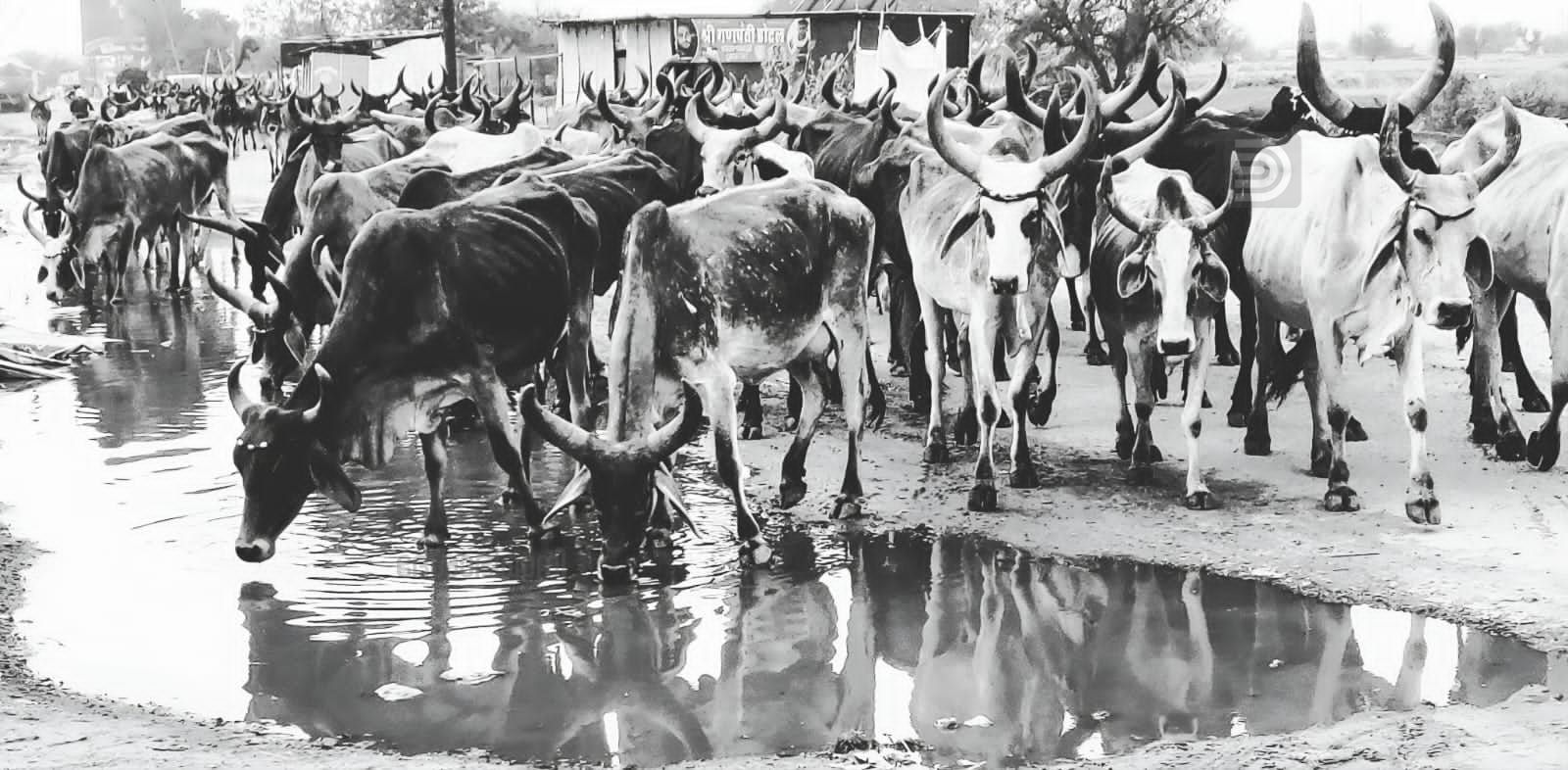 vijookrishnan 06.jpeg