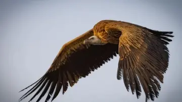 vulture kuwai