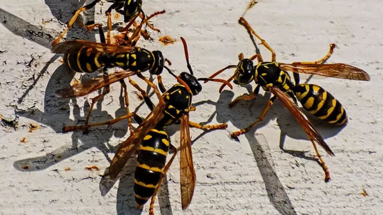 wasp