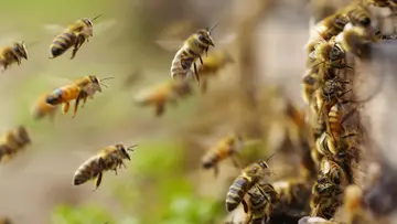 wasp attack