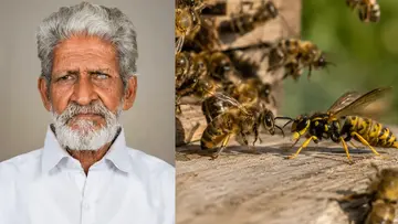 Wasp Attack 
