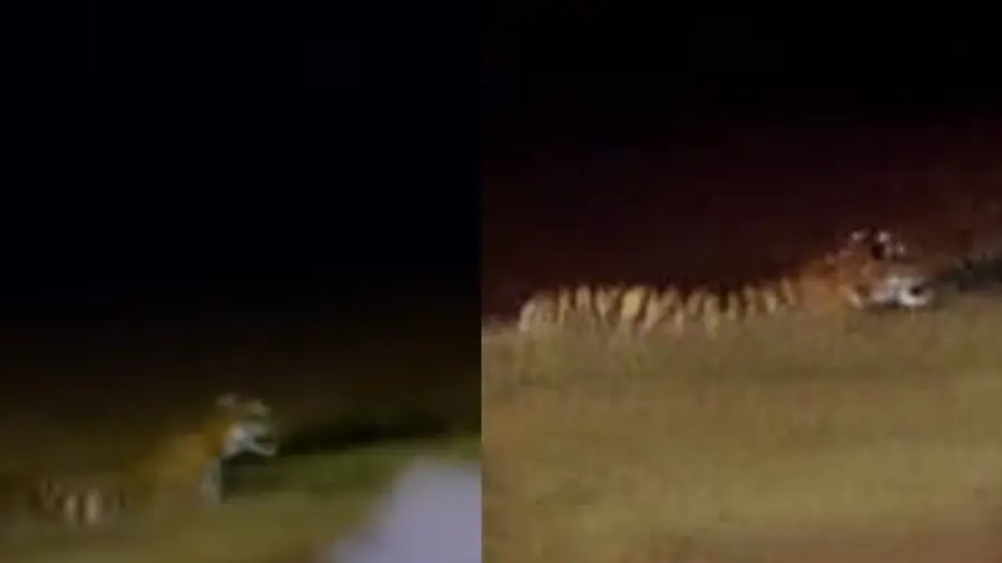 wayanad tiger