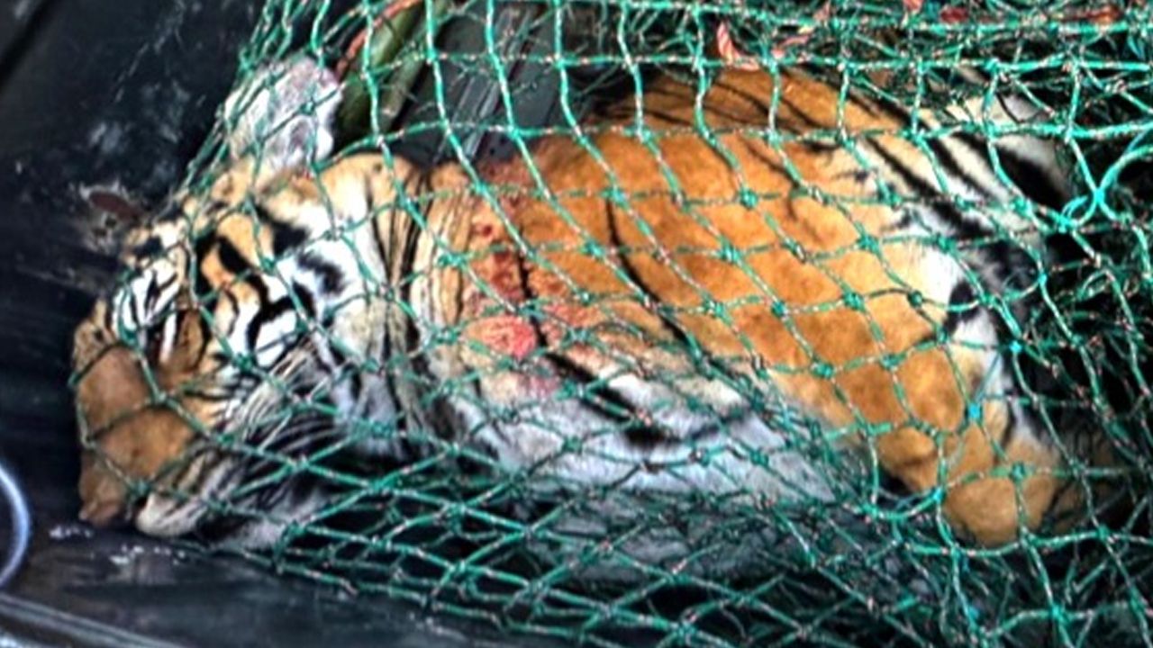 wayanad tiger death