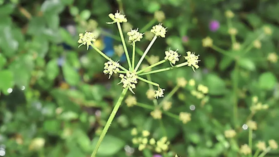 western ghats new plant