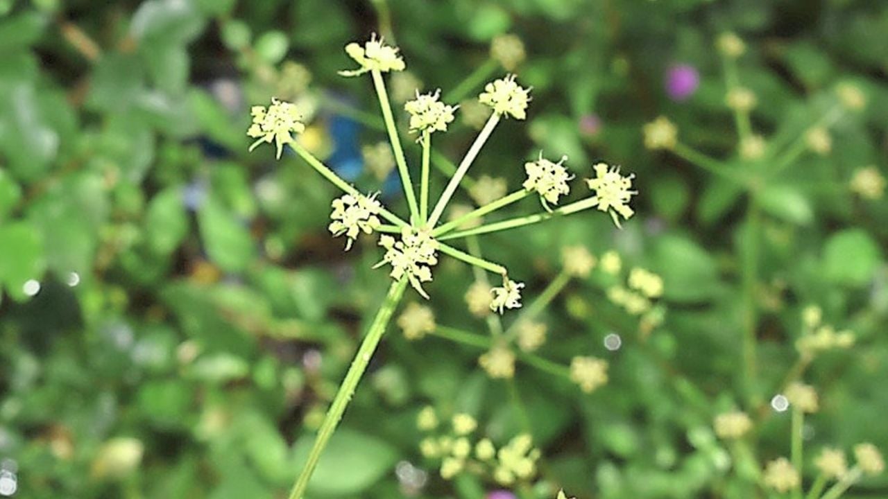 western ghats new plant