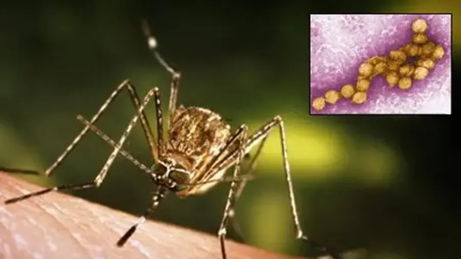 west nile fever