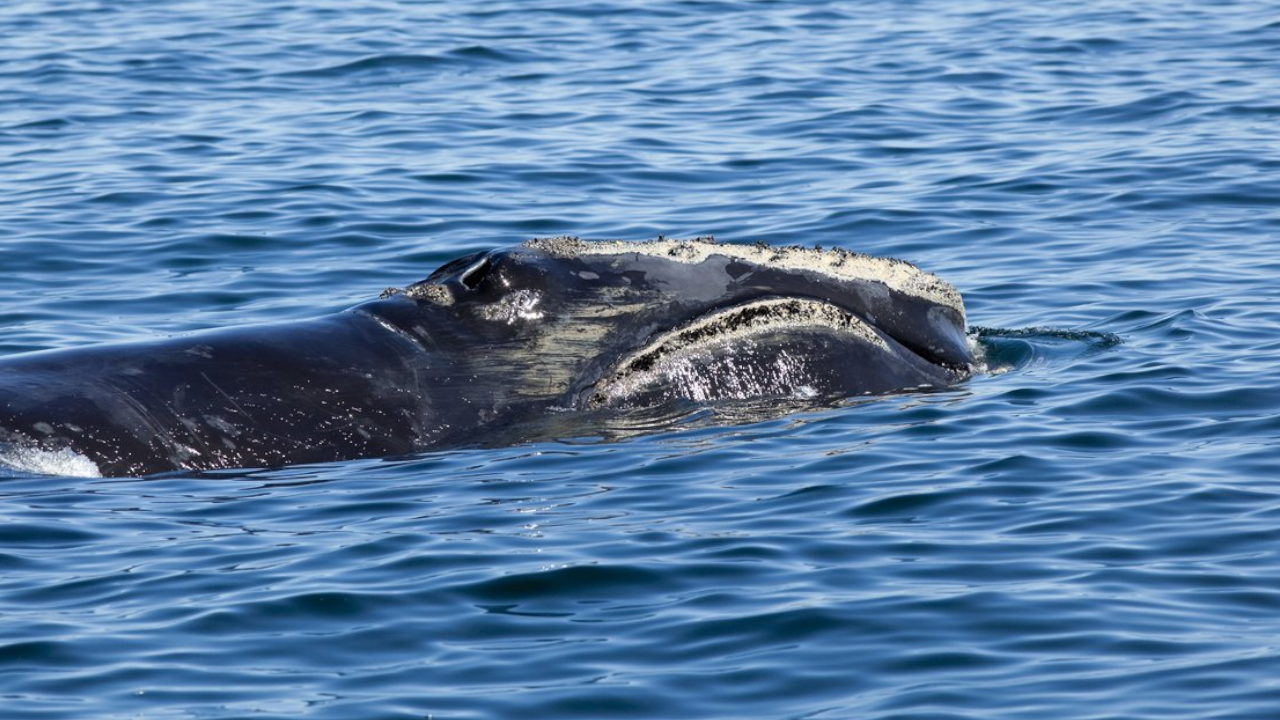 North Atlantic Whale