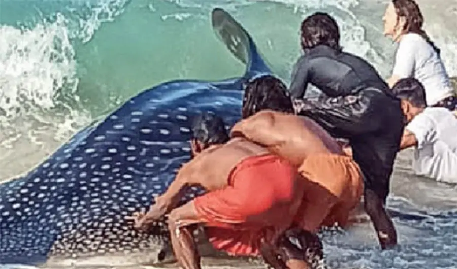 whale