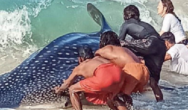 whale