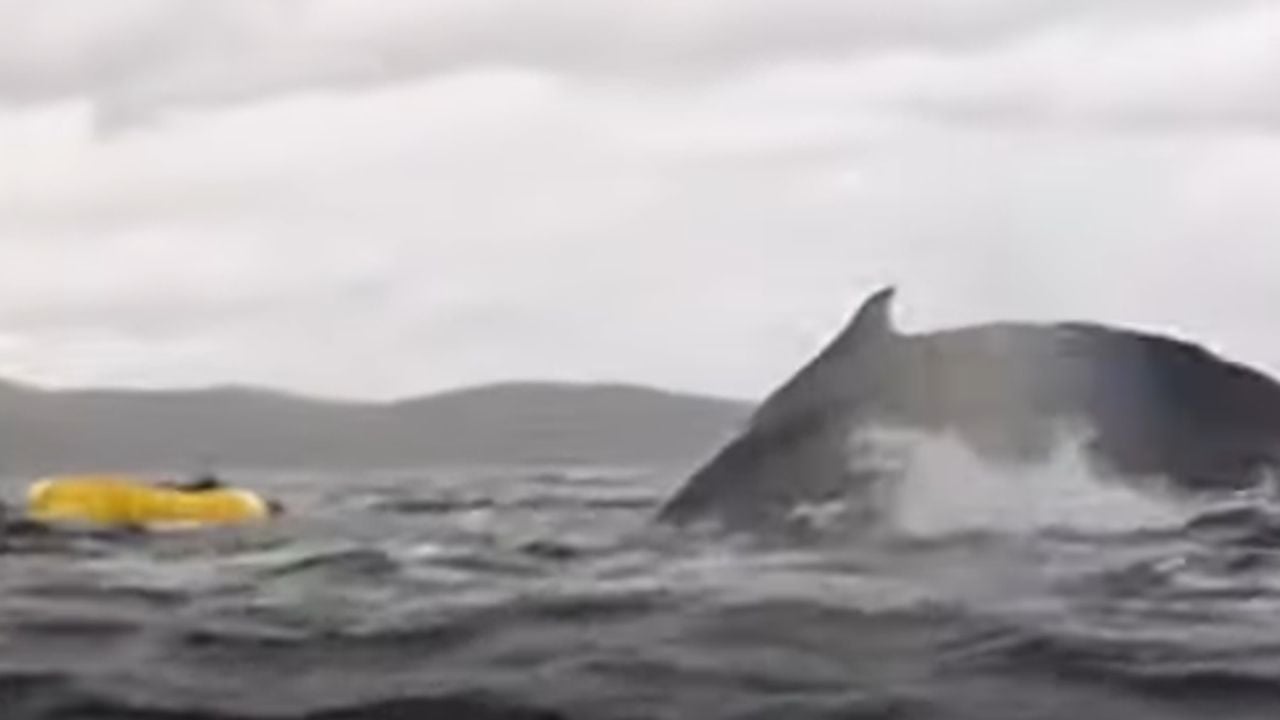 whale