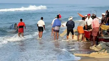 whale shark rescue