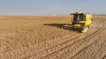 wheat