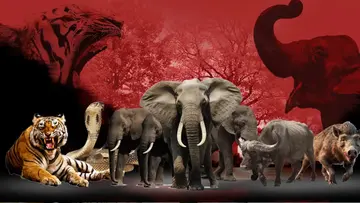 wild animal