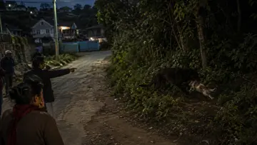 wild animal attack