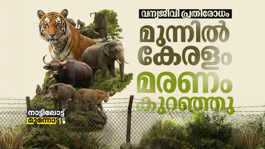 wild animals cover