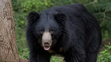 wild bear