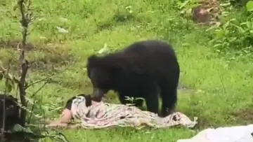 wild bear chattigarh