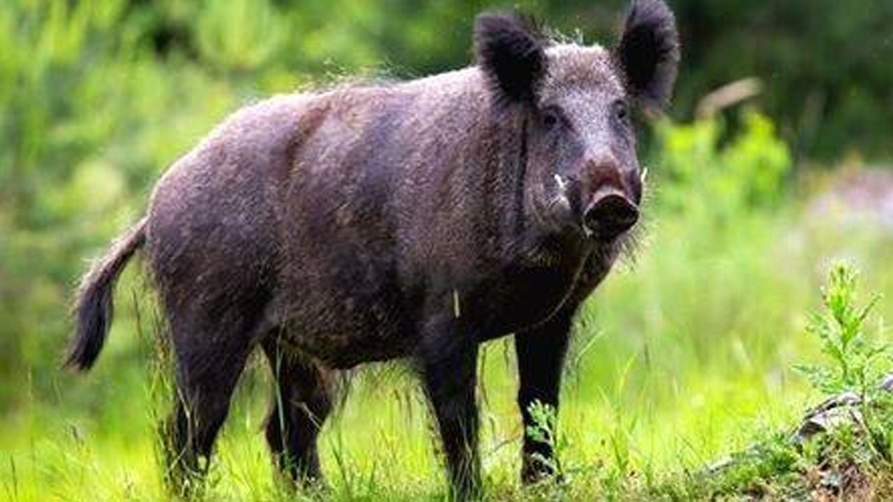 wild boar