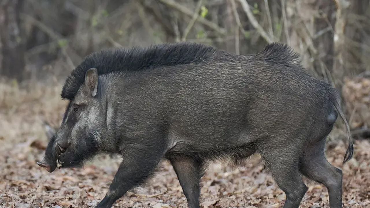 wild boar