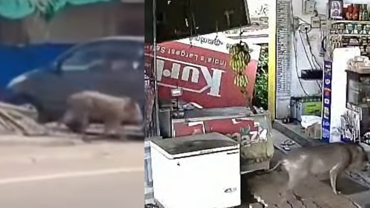 wild boar