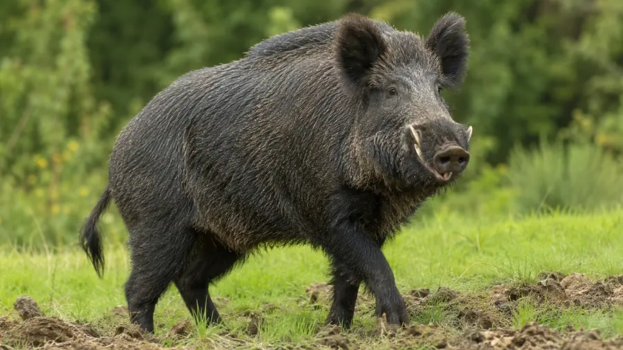 wild boar attack