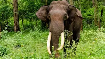 wild elephant