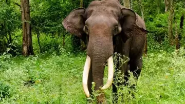 wild elephant