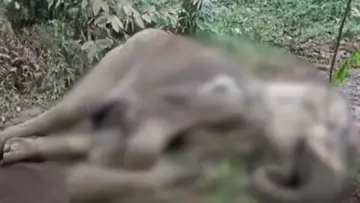 wild elephant
