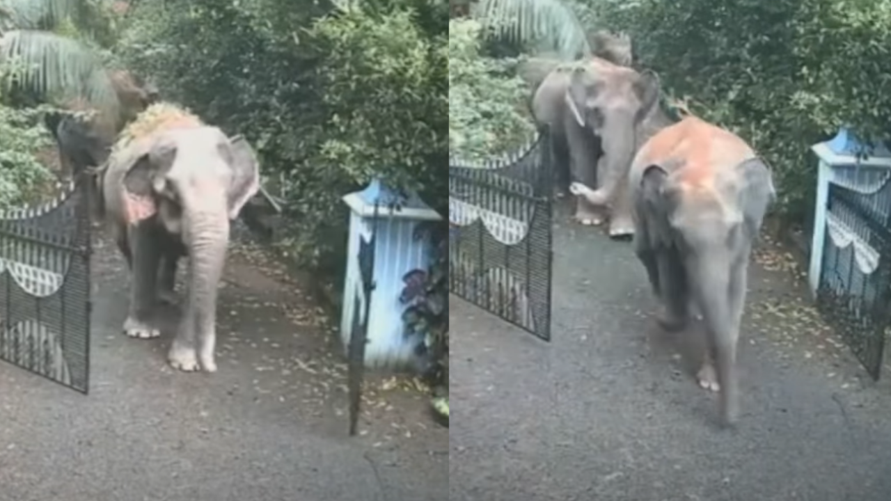 wild elephant Malayattor