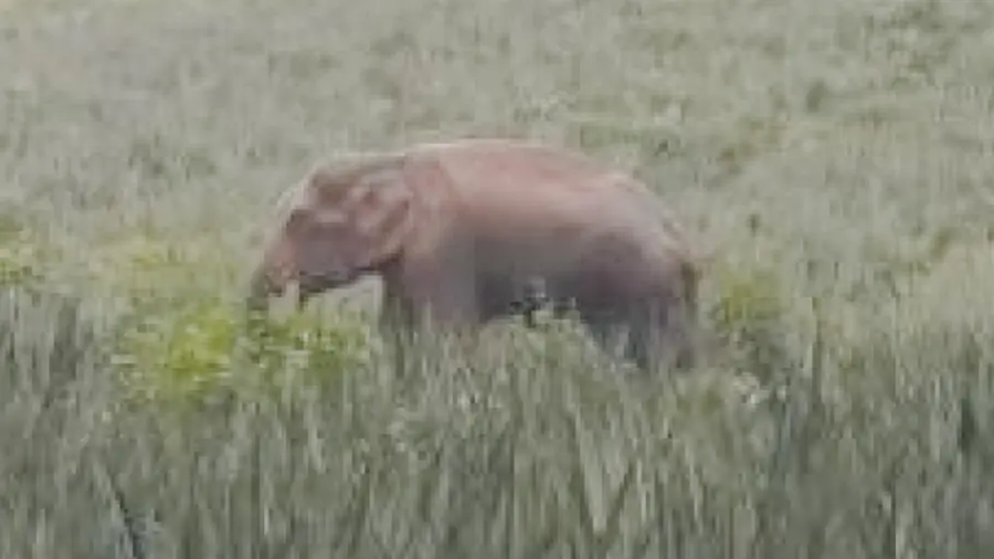 Wild elephant
