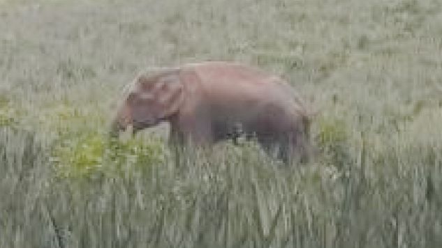Wild elephant