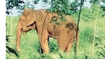 wild elephant