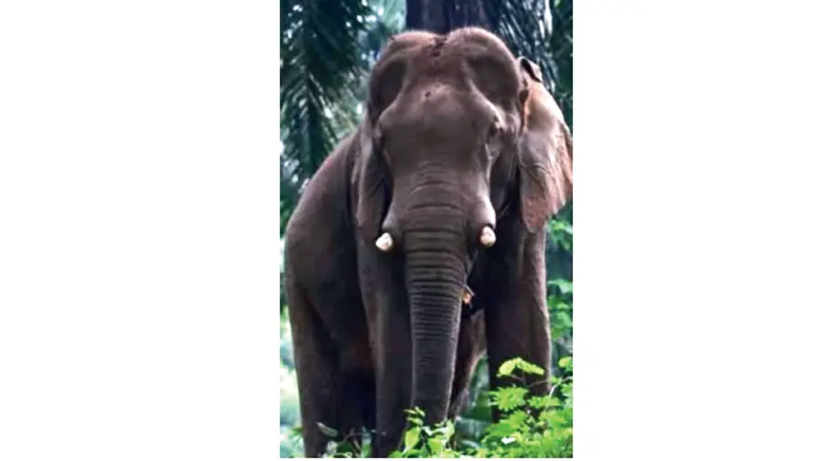 wild elephant