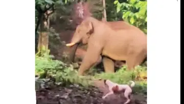 Wild elephant trouble