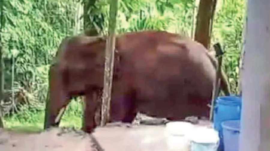 Wild elephant trouble