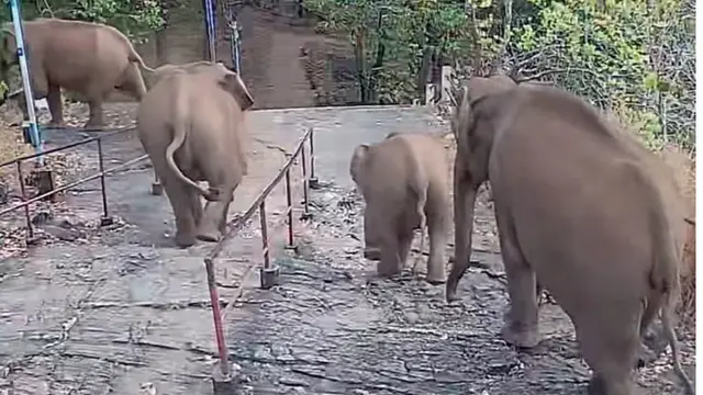 wild elephant
