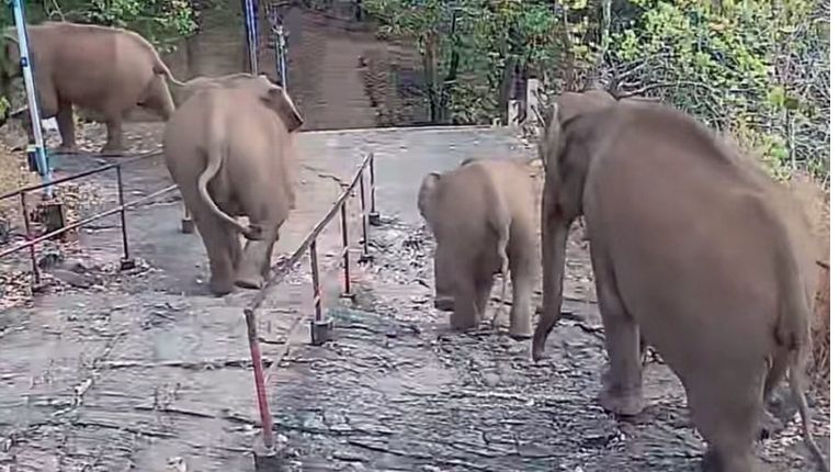 wild elephant