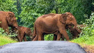 wild elephant.jpg