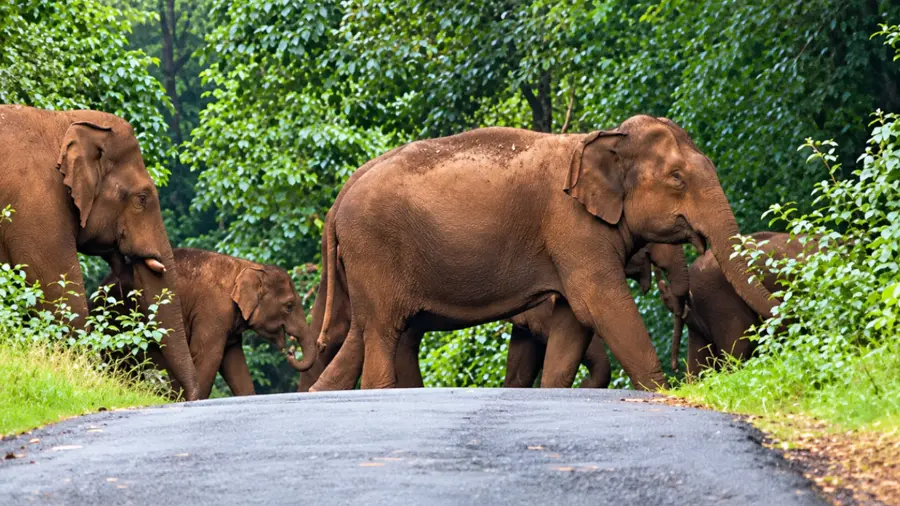 wild elephant.jpg