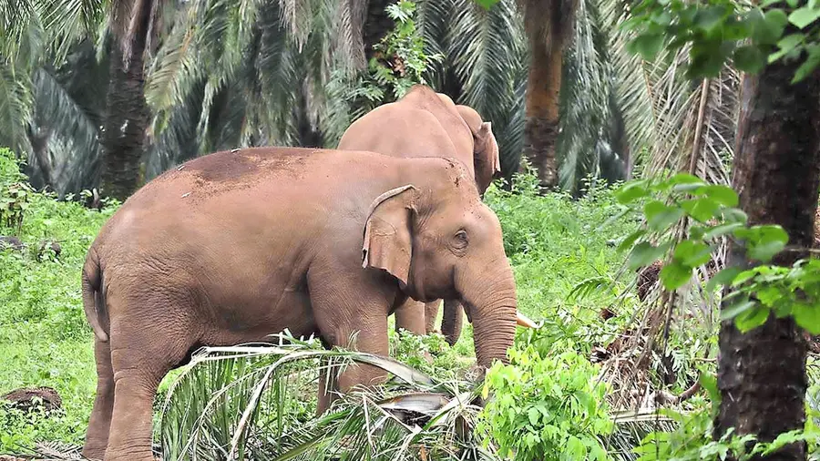 wild elephant athirappally