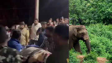 Wild Elephant 