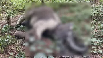 wild elephant died