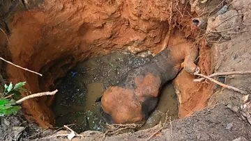 wild elephant kothamangalam