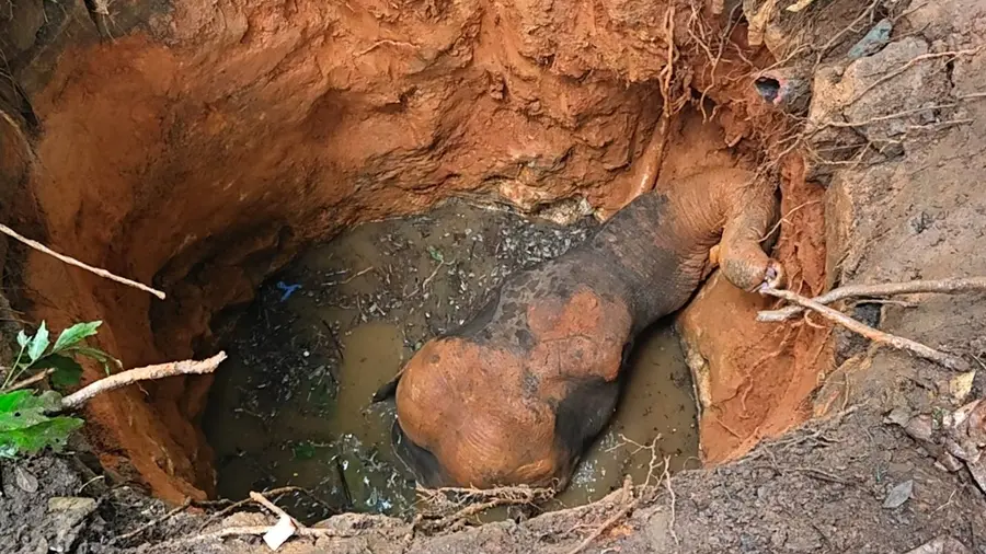 wild elephant kothamangalam