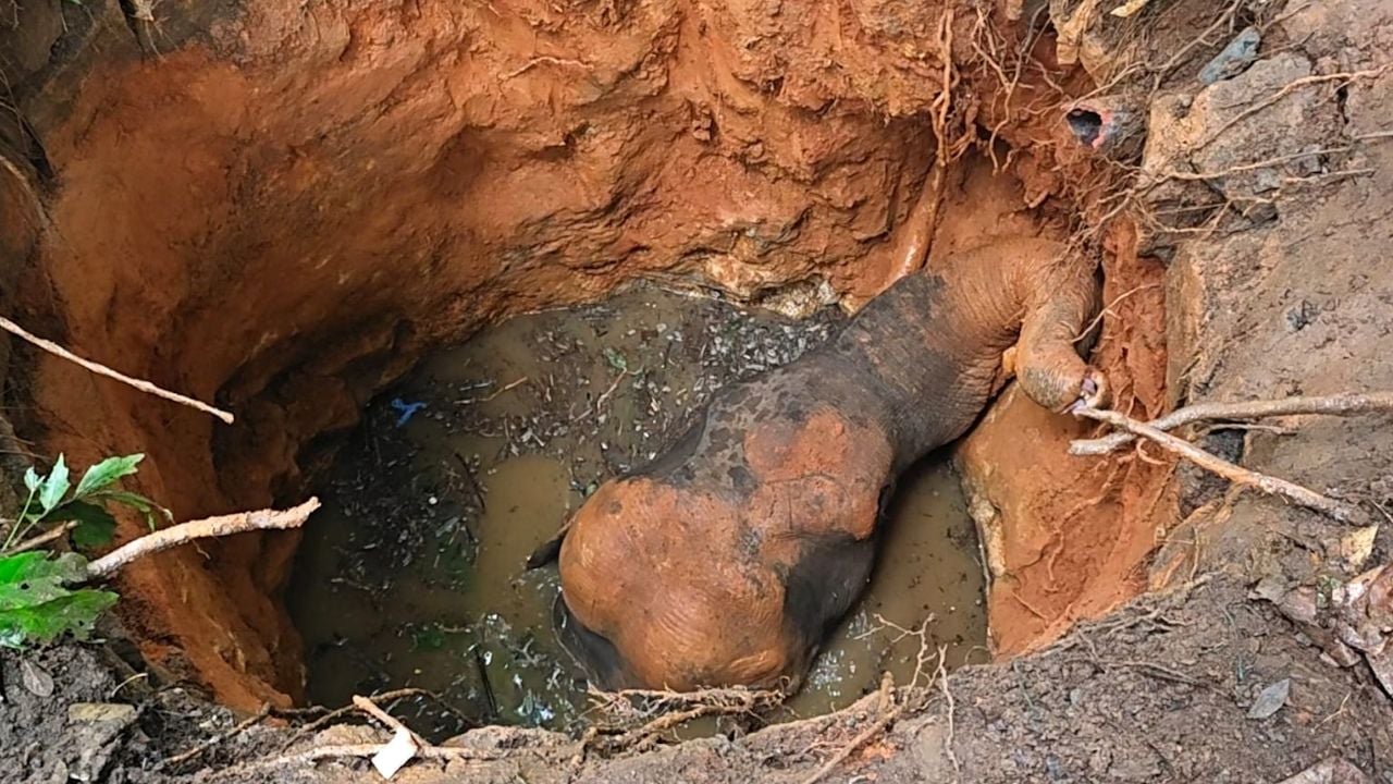 wild elephant kothamangalam
