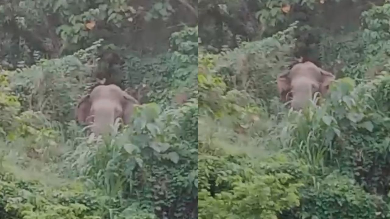 wild elephant nilambur