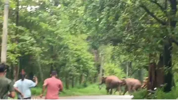 wild elephant
