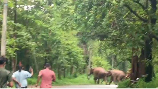 wild elephant